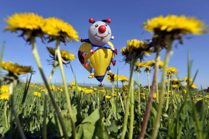 Ilustračný obrázok k článku RANNÁ ŠTVORKA: Slnečnú a horúcu sobotu nám spríjemní spevácky chrobák