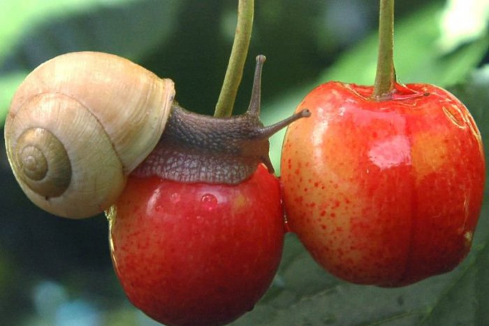 Ilustračný obrázok k článku TIP NA VÍKEND: Sobota bude patriť čerešniam i syrovej niti, nedeľa všetkým otcom