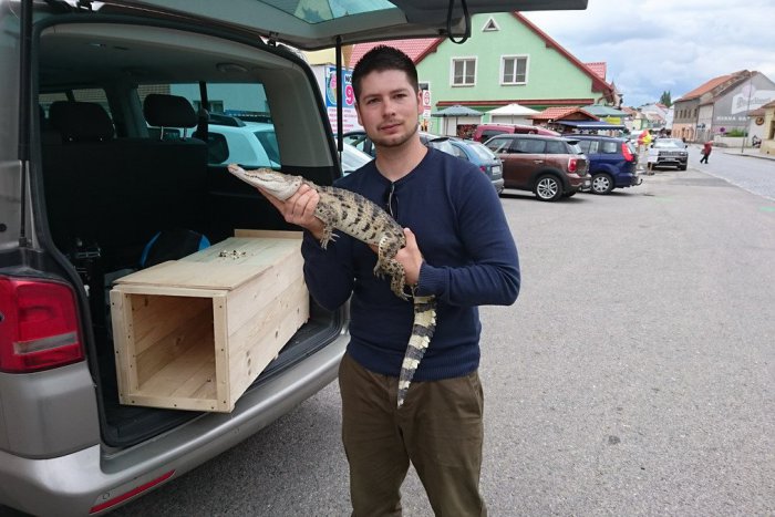 Ilustračný obrázok k článku Vivárium SPU sa teší z nového prírastku: V opatere má kriticky ohrozený druh krokodíla