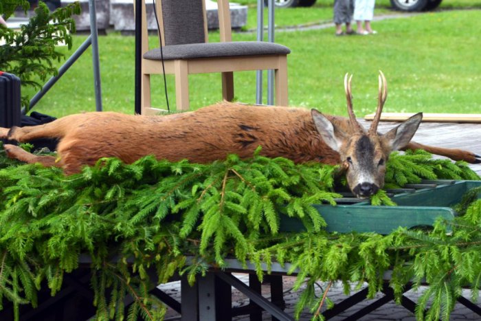 Ilustračný obrázok k článku Poľovnícky deň na Lúčkach: Počuli ste už ručať jeleňa? (foto + video)