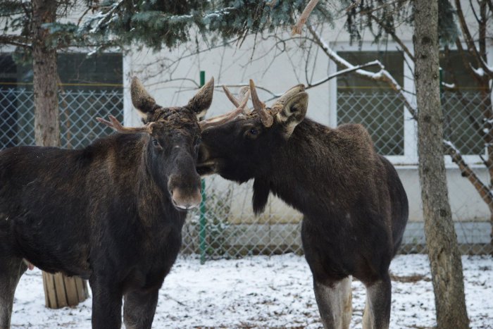 Ilustračný obrázok k článku Netradičný párik zvierat neďaleko Nitry: Mláďatá by mohli priviesť na svet už budúci rok
