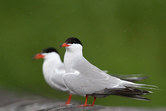 Ilustračný obrázok k článku Dunajské luhy sú domovom pestrej ríše desaťtisícov vzácnych vtákov