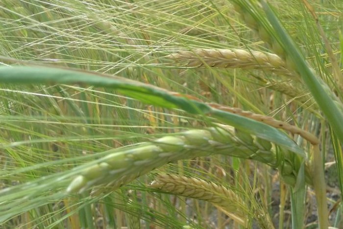 Ilustračný obrázok k článku RANNÁ ŠTVORKA: Budeme sa v zime triasť? Záleží na tom, aké bude dnes počasie