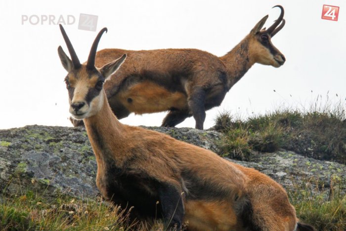 Ilustračný obrázok k článku Jeden kamzík sem, druhý tam: V Tatrách sa bude opäť počítať