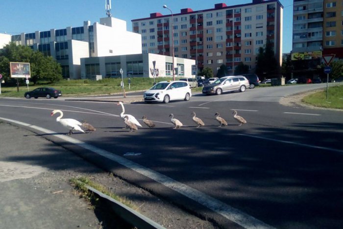 Ilustračný obrázok k článku Mladá petržalská rodinka sa vybrala na rannú prechádzku