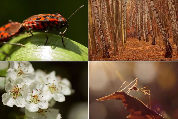 Ilustračný obrázok k článku Suchý vrch a Urpín v plnej kráse. Mladý Bystričan natočil VIDEO ako z rozprávky