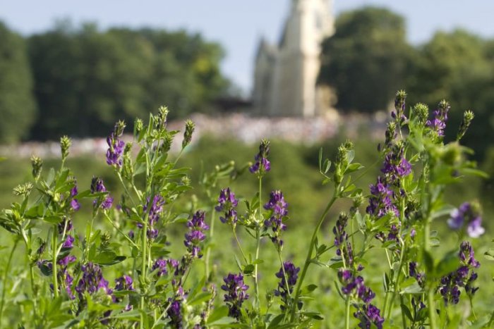 Ilustračný obrázok k článku TIPY NA VÍKEND: Púť na Mariánskej hore, medobranie i festivaly