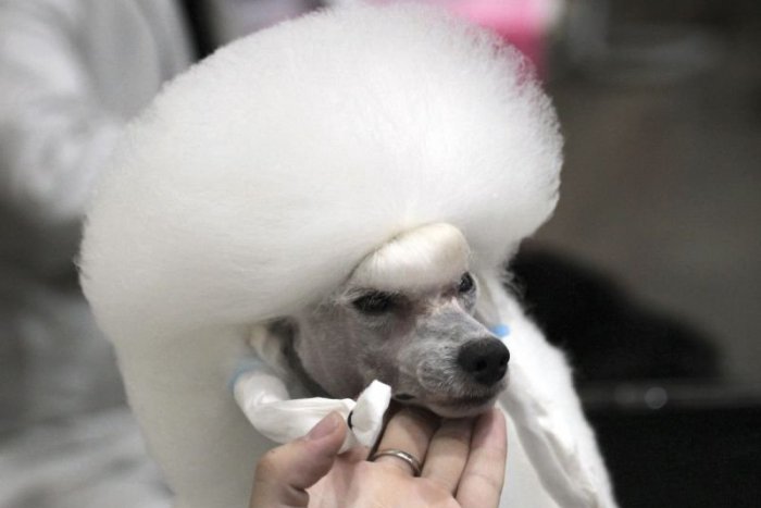 Ilustračný obrázok k článku KURIOZITA DŇA: Psie frizúry priniesli majiteľom víťazstvo