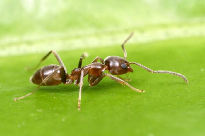 Ilustračný obrázok k článku RANNÁ ŠTVORKA: Schladí nás voda, ale tá dažďová. Všimnite si mravce