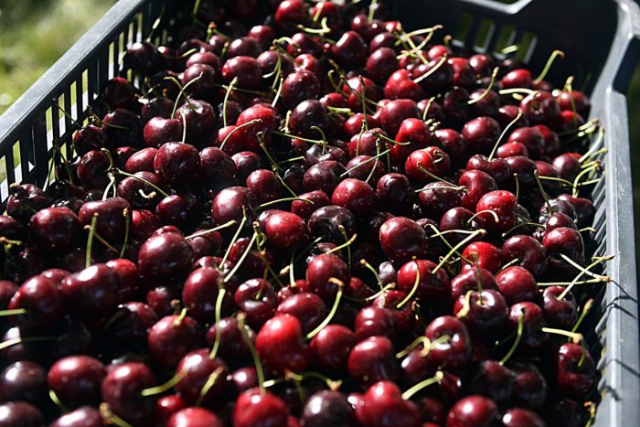 Ilustračný obrázok k článku Pri Bystrici to bude rozvoniavať. Čerešňová hostina s remeslami aj ohňovou show