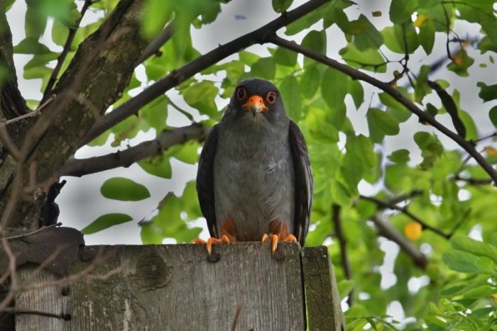 Ilustračný obrázok k článku Skvelá správa. Kriticky ohrozený sokol opäť hniezdi na Slovensku