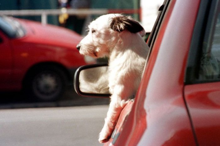 Ilustračný obrázok k článku Chystáte sa do Chorvátska so psom? Aj zvieratá potrebujú doklady