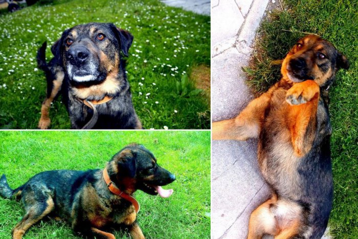 Ilustračný obrázok k článku Chlpáča Rexíka zachránili z osady. Nový domov si hľadá rozkošným VIDEOM