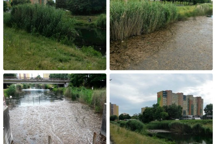 Ilustračný obrázok k článku Okolie Chorvátskeho ramena sa mení na džungľu