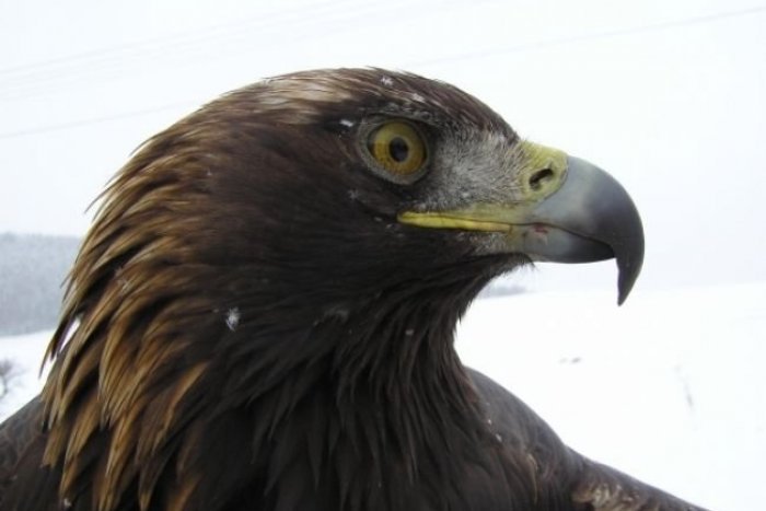 Ilustračný obrázok k článku Anička s Arnoldom bez potomka: Orlie mláďa neprežilo