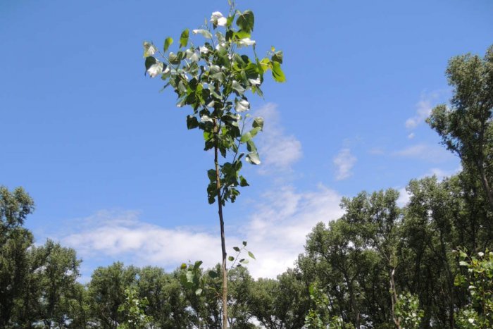 Ilustračný obrázok k článku Na ostrove Sihoť rastú nové stromčeky