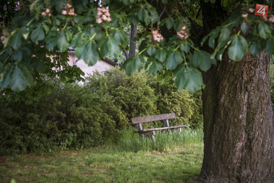 Ilustračný obrázok k článku Pod jeho korunou kvitli aj mnohé prvé lásky: Patrí k víťazom ankety Strom roka