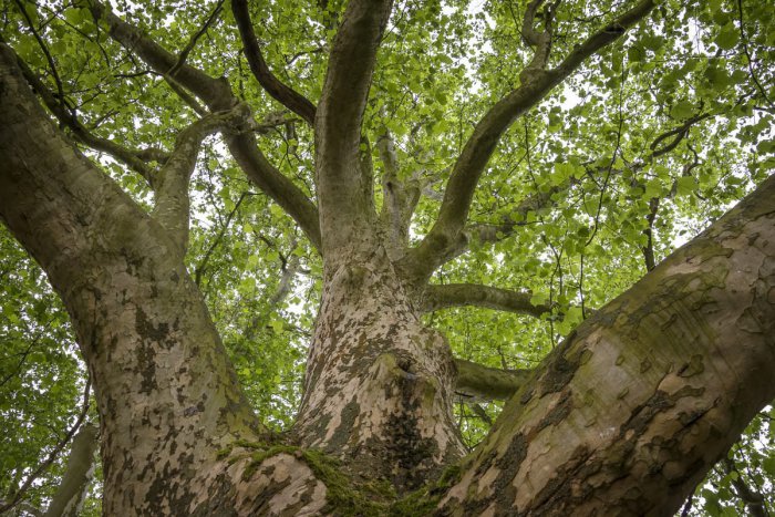 Ilustračný obrázok k článku Krásavci na dlani: Hlasujte aj vy, kto získa titul Strom roka 2016