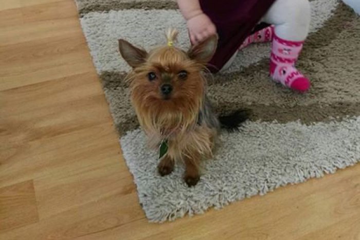 Ilustračný obrázok k článku Bezradní majitelia prosia o pomoc: Po maličkej Lilly sa zľahla zem!