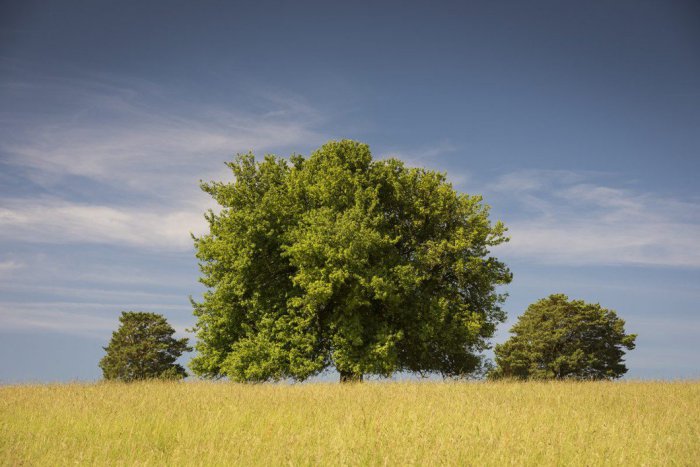 Ilustračný obrázok k článku Veselá hruška pri Žiari boduje: Môže byť naj stromom na Slovensku, či dokonca v Európe!