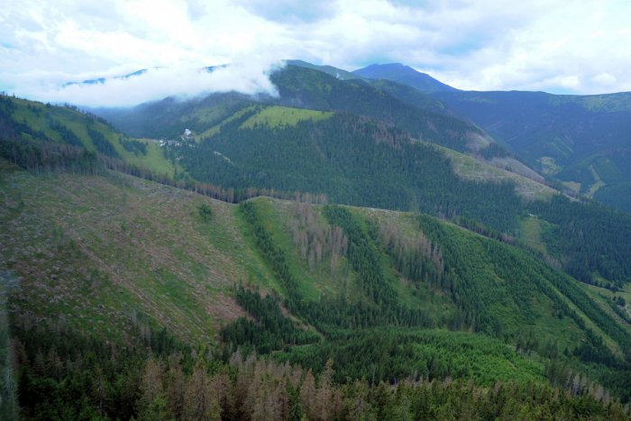 Ilustračný obrázok k článku 20 rokov od vyčíňania víchrice na Horehroní. Dnes tu môžete stretnúť rysa či medveďa.