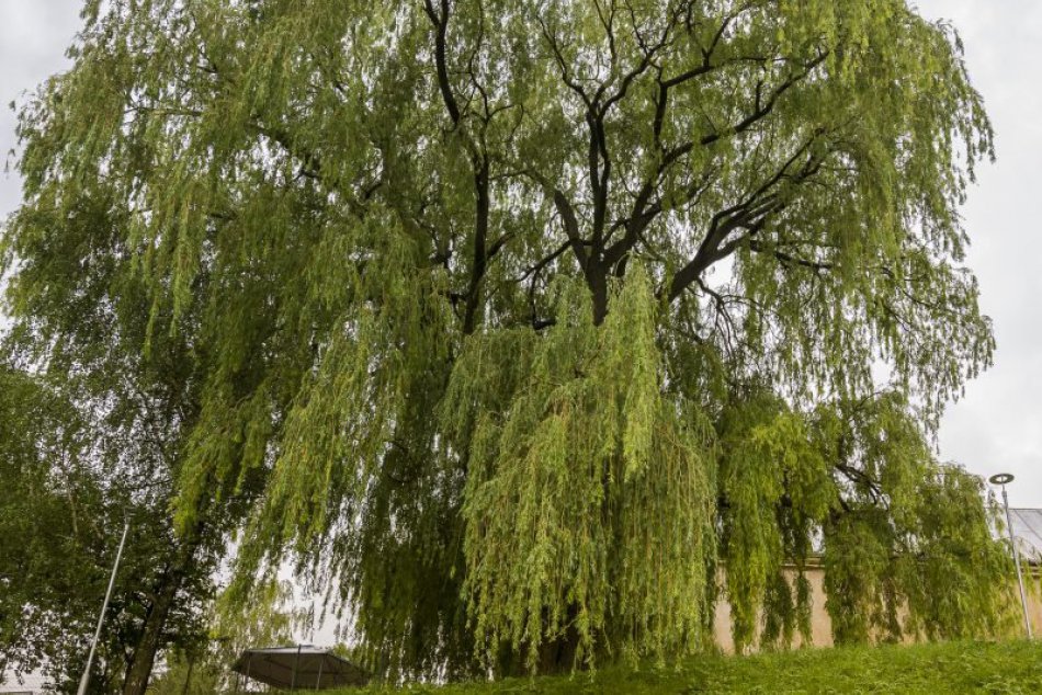 Ilustračný obrázok k článku Najkrajší je budatínsky platan: Ako dopadla naša vŕba biela z Nižnej Myšle?