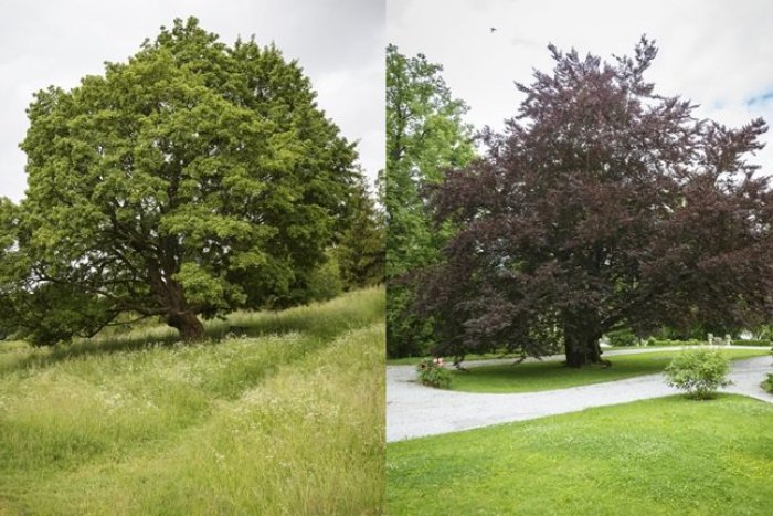 Ilustračný obrázok k článku Krásavci z Prešovského okresu: Dva impozantné stromy strhli na seba pozornosť!