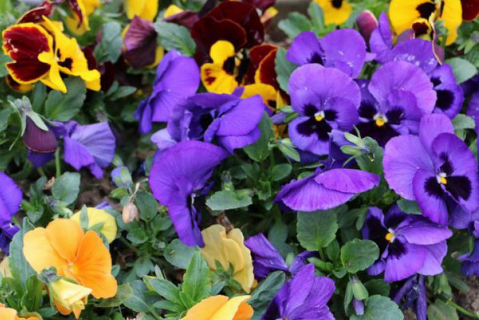 Ilustračný obrázok k článku Primátor vyhlásil súťaž o najkrajší balkón: O čo hráme?