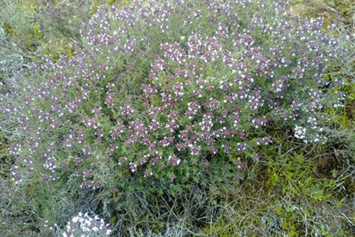 Ilustračný obrázok k článku Tymián a oregano nepatria iba do kuchyne. Chránia kultúrne dedičstvo!