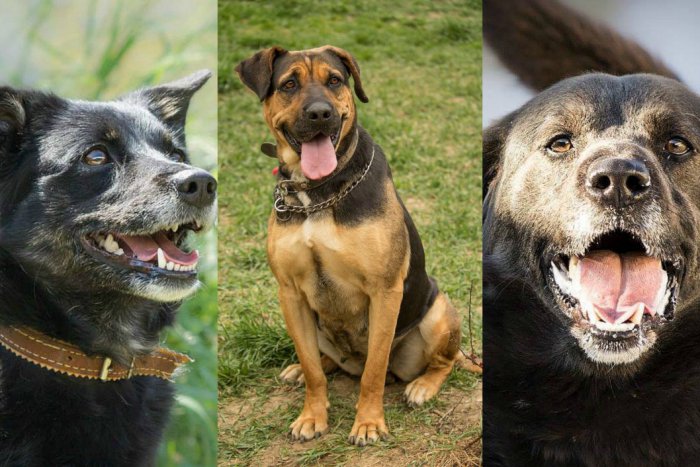 Ilustračný obrázok k článku FOTO: Psíky, ktorým môžete rozžiariť oči. Nemé tvory zo Zvolena hľadajú domov