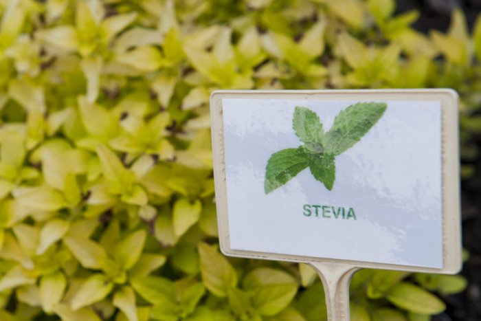 Ilustračný obrázok k článku V Žiari vyrastie bylinková záhradka: Natrhať si môže ktokoľvek