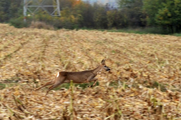 Ilustračný obrázok k článku Na zrážku s vlakom pri Lučenci doplatila srna. Brzdy na rušni si to škaredo odniesli