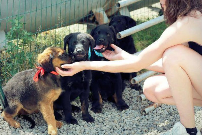 Ilustračný obrázok k článku FOTKY hovoria za všetko: V žiarskom útulku čaká na lepší život viac než 50 chlpáčov