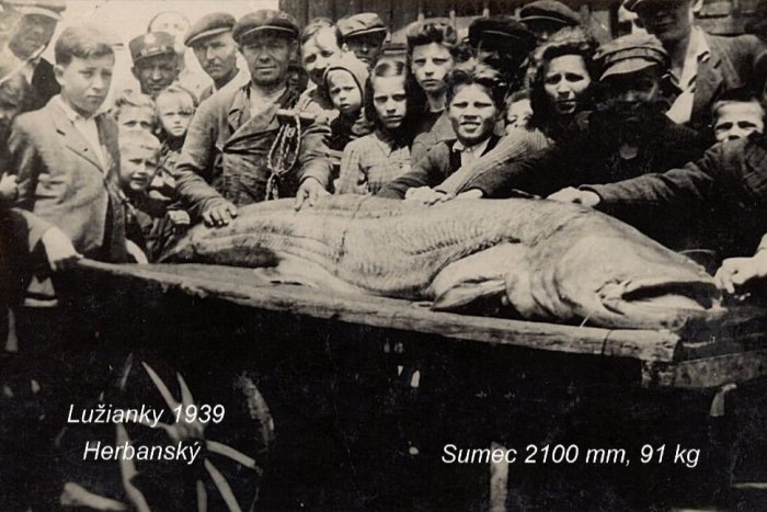 Ilustračný obrázok k článku Posledný kráľ rieky Nitry: Obrovský úlovok, ktorý postavil na nohy neďalekú obec