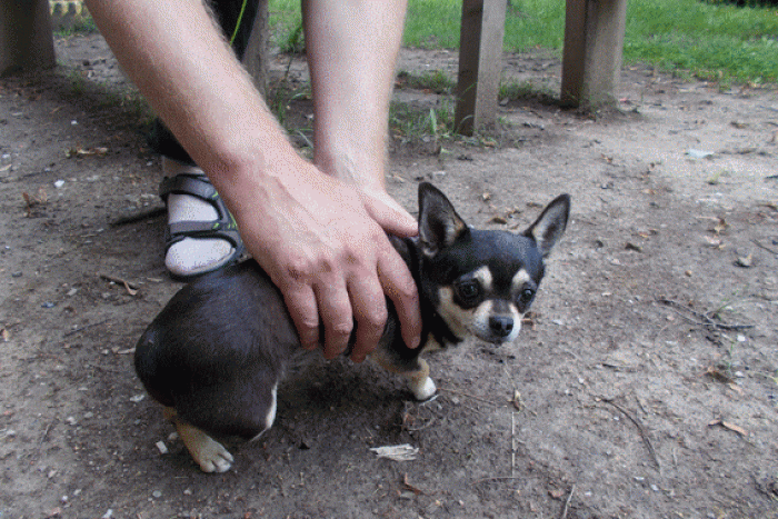 Ilustračný obrázok k článku Skončil v rukách mestských: Nechýba vám tento ňufáčik?