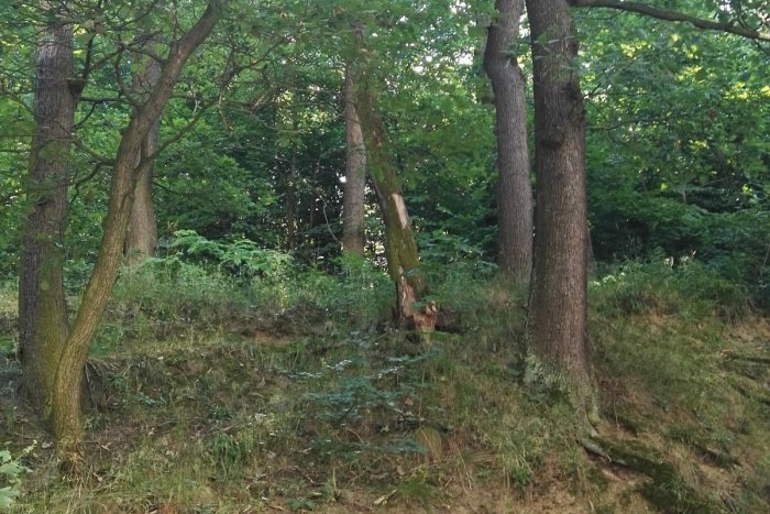 Ilustračný obrázok k článku Na Ceste na Kamzík vyrúbu všetky nebezpečné stromy