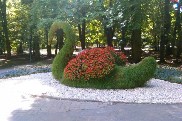 Ilustračný obrázok k článku FOTO: Zelená labuť už nie je za plotom. Zábery, ktoré potešia oči Lučenčanov