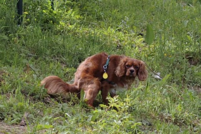 Ilustračný obrázok k článku Psičkári, za smradľavú kôpku vám hrozí mastná pokuta