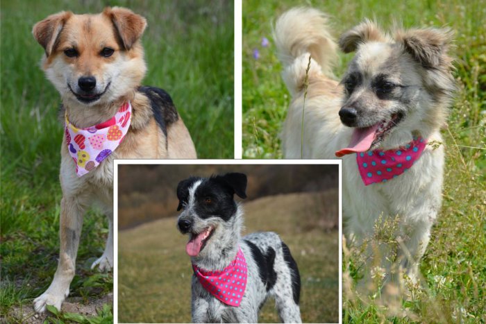 Ilustračný obrázok k článku FOTO: Brezniansky útulok vyhlásil STOP stav. Viete pomôcť psím slečnám bez domova?