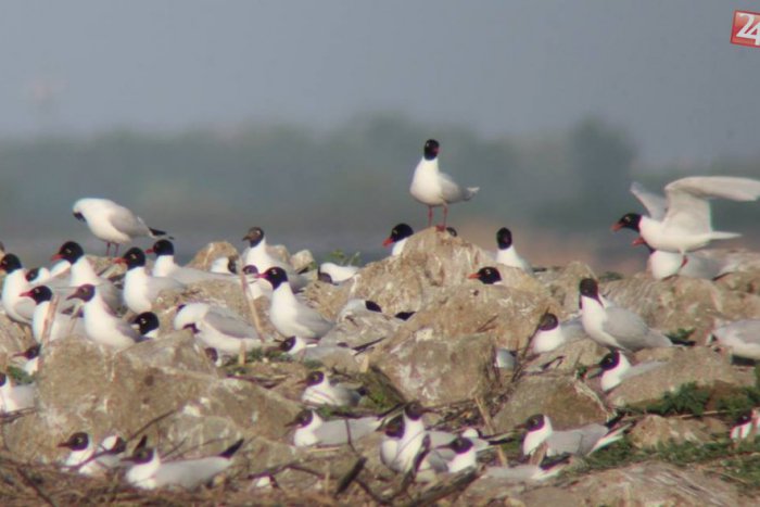 Ilustračný obrázok k článku V areáli Slovnaftu žijú bažanty, líšky aj bobry