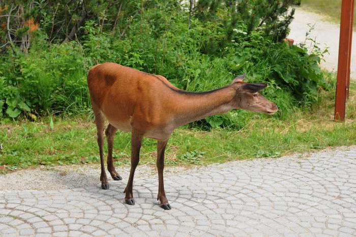 Ilustračný obrázok k článku Smutná udalosť na trati pri Brezne. Osobný vlak zrazil laň