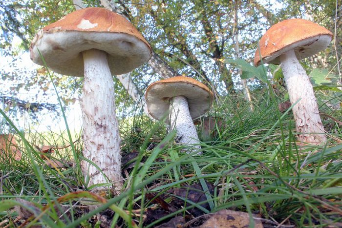 Ilustračný obrázok k článku Rastú alebo nerastú? Hlavná sezóna ešte len príde, ale už teraz sa košíky plnia