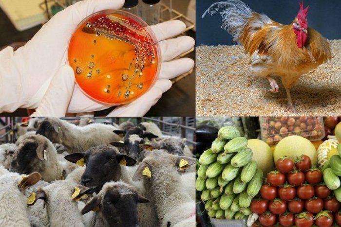 Ilustračný obrázok k článku Potravinové nákazy: Skryté nástrahy leta, ktoré ho dokážu pokaziť