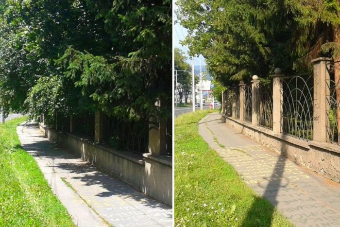 Ilustračný obrázok k článku FOTO: Bystričania sa konečne dočkali. Na chodníku už nevrážajú do konárov stromov