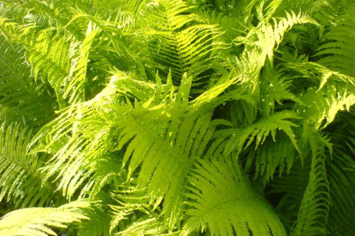 Ilustračný obrázok k článku Podtatranská rarita: Pri Mengusovciach rastie zriedkavý druh papradia