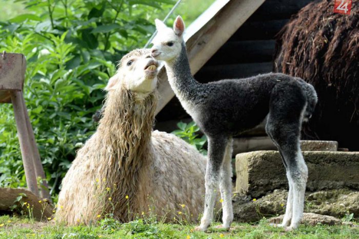 Ilustračný obrázok k článku Z KAŽDÉHO KÚTA: Košická ZOO hlási prírastky, Považská Bystrica novú železnicu