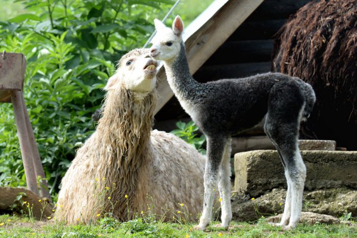 Ilustračný obrázok k článku Nové prírastky v košickej zoo: Rozkošné mláďatká vám spravia deň, FOTO