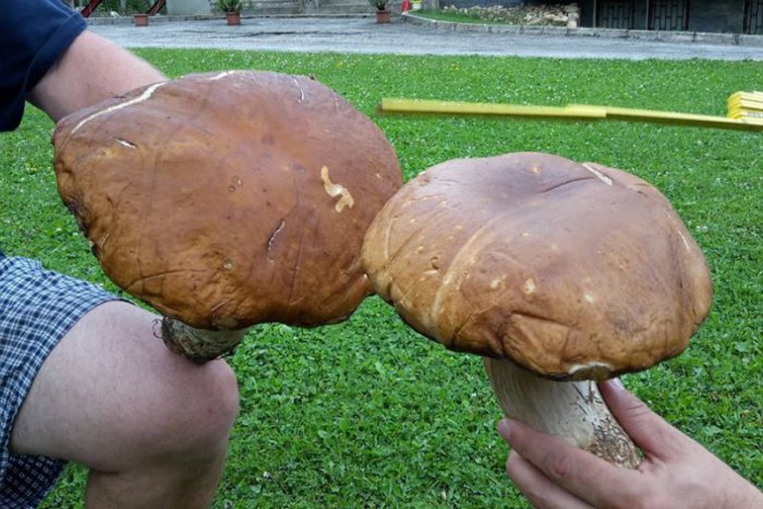 Ilustračný obrázok k článku FOTO: Parádny hubársky úlovok z Tálov. Nálezca v sebe nezaprel humoristu