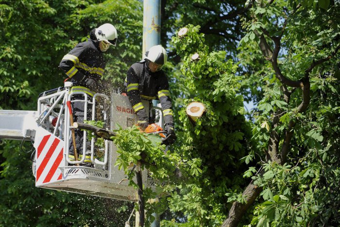 Ilustračný obrázok k článku Čo robiť, ak vám do záhrady prevísa susedov strom?