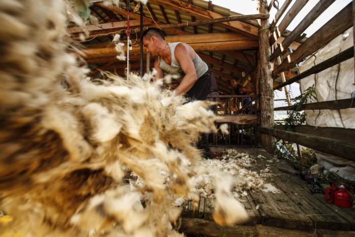 Ilustračný obrázok k článku Medzinárodné majstrovstvá v strihaní oviec: Tipnite si, za koľko to dal Lipták!